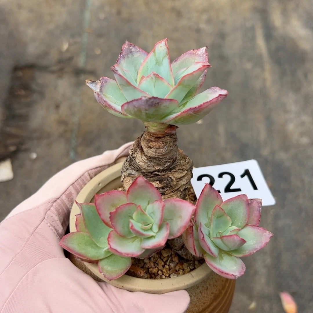 221 多肉植物组合盆栽