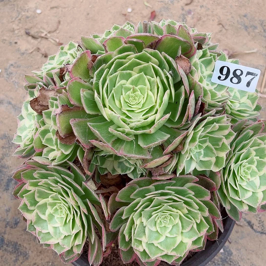 无花朵多肉植物海鲜987