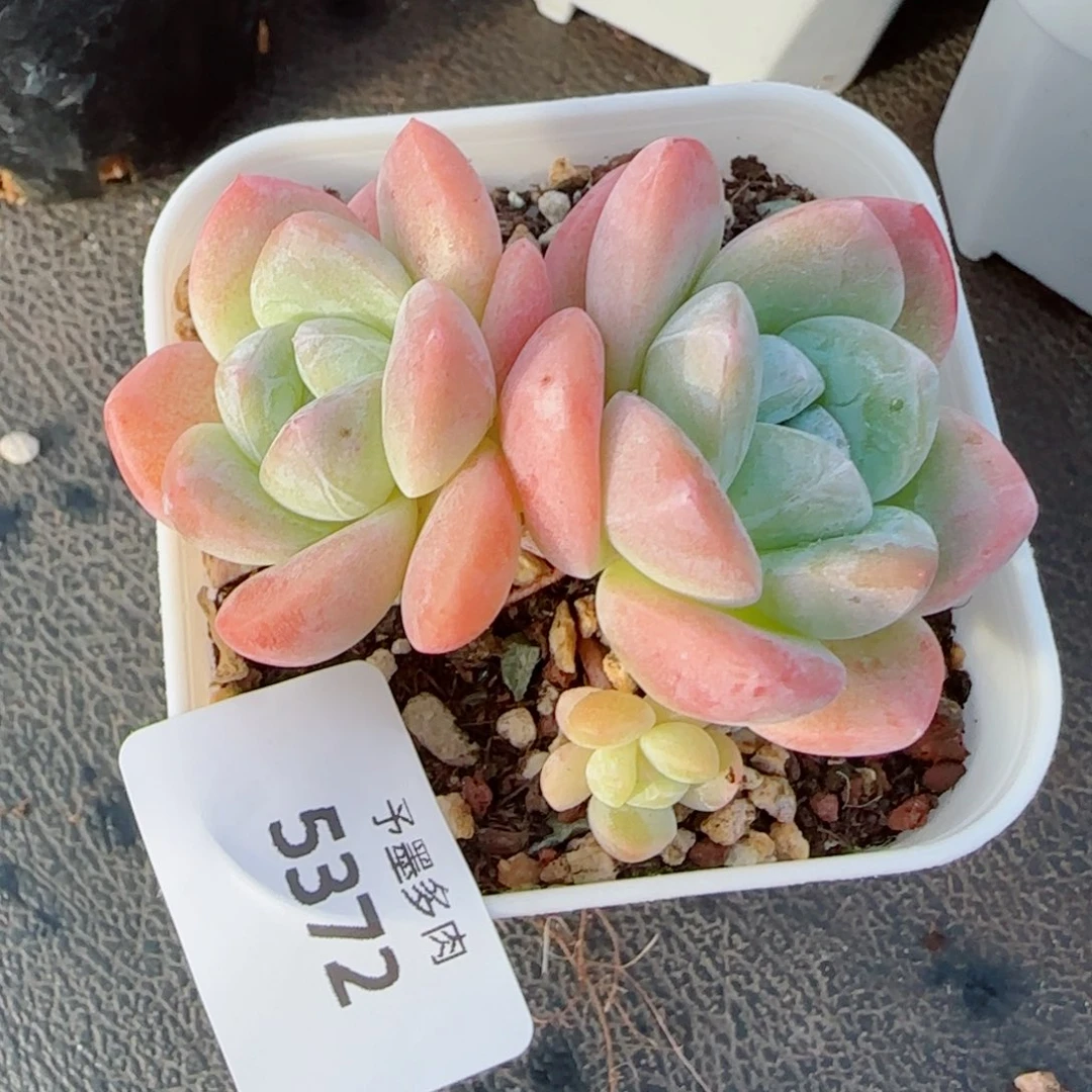 樱花冰玉，5372多肉植物