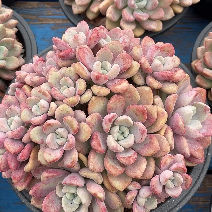 花斑鹿老桩多肉植物