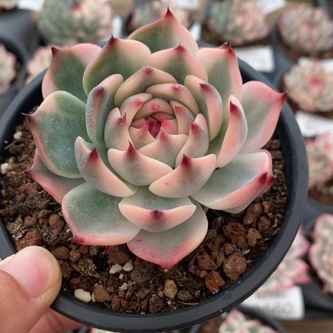 吉娃娃锦多肉植物9581