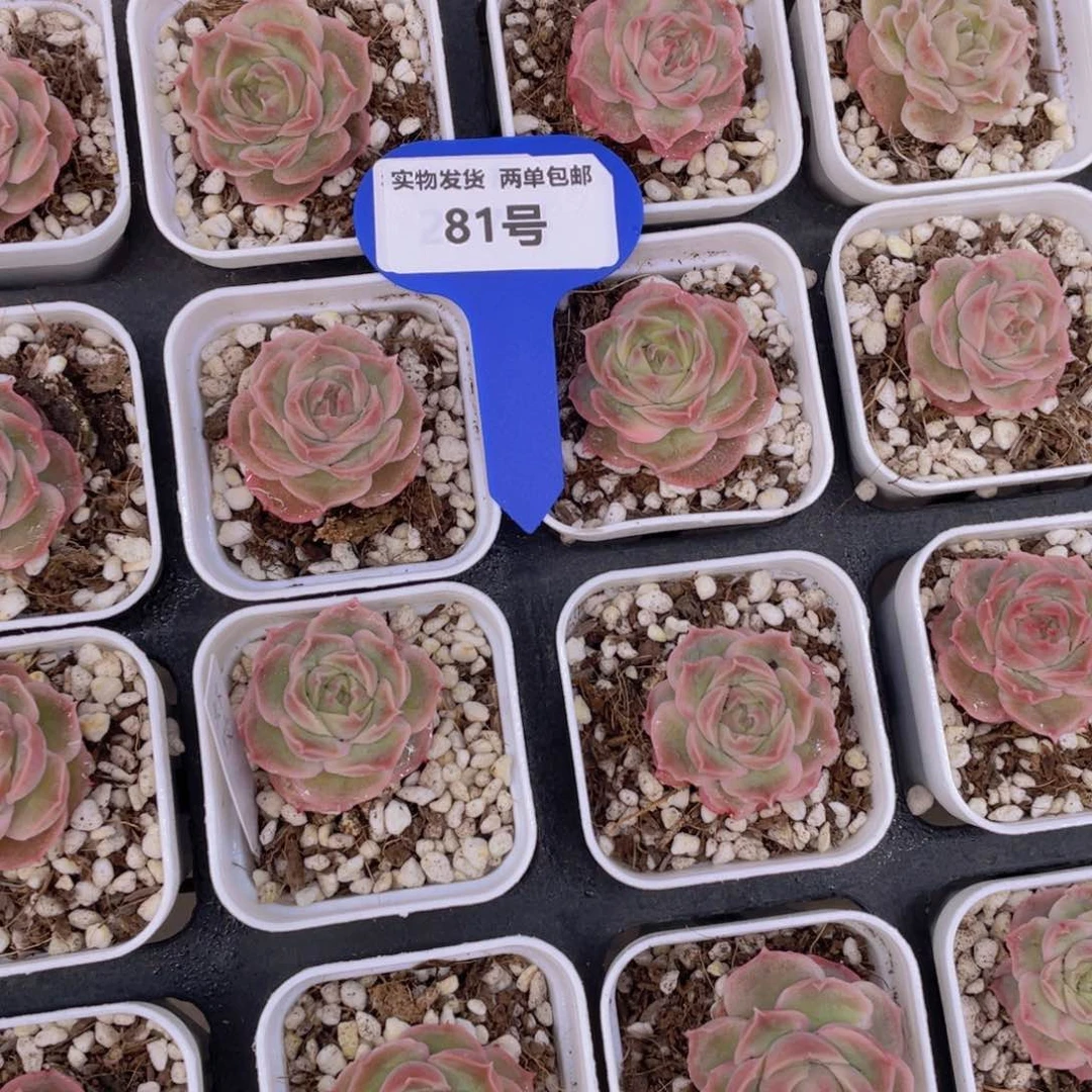 81号水晶虾饺单头一个