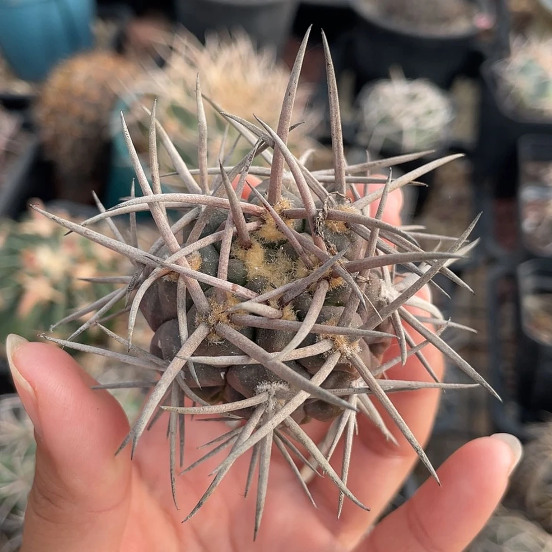 【闪购商品】守金摩天龙6666