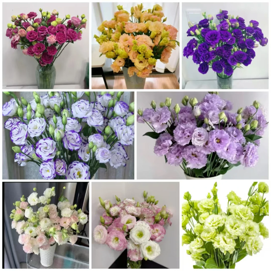 【鲜花日记洋桔梗】鲜花浪漫优质点缀开花种植处理简单养护包邮