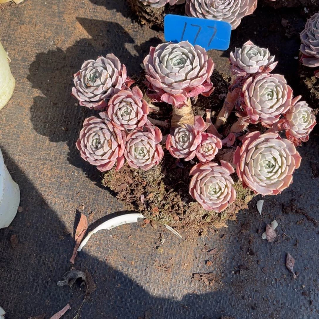 皎*177天赐多肉植物