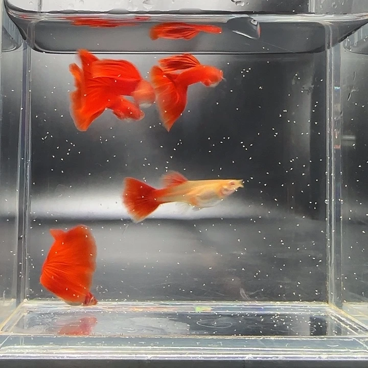 孔雀鱼血红4对精品