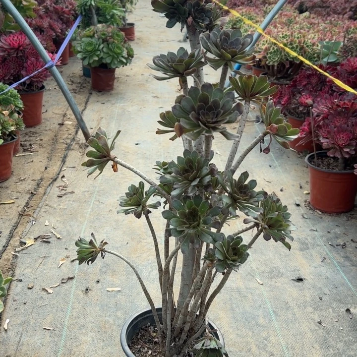 52灰法师多肉多肉多肉