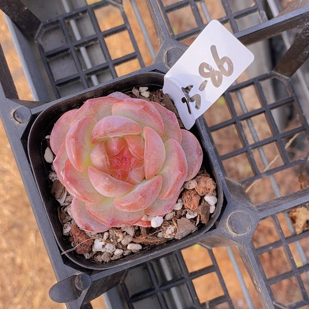 25-86- 一物一拍 全粉色 甜茶单头一颗