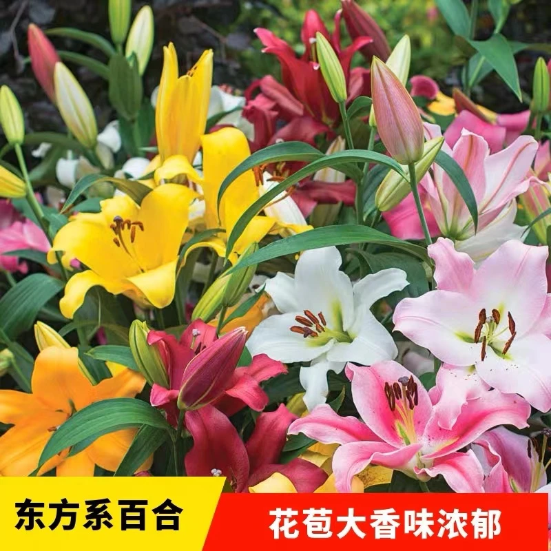 香水百合种球四季花卉好养易活盆栽室内花植物种子浓香百合花种球