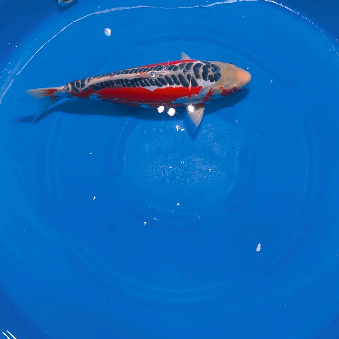 海水鱼秋翠专拍链接