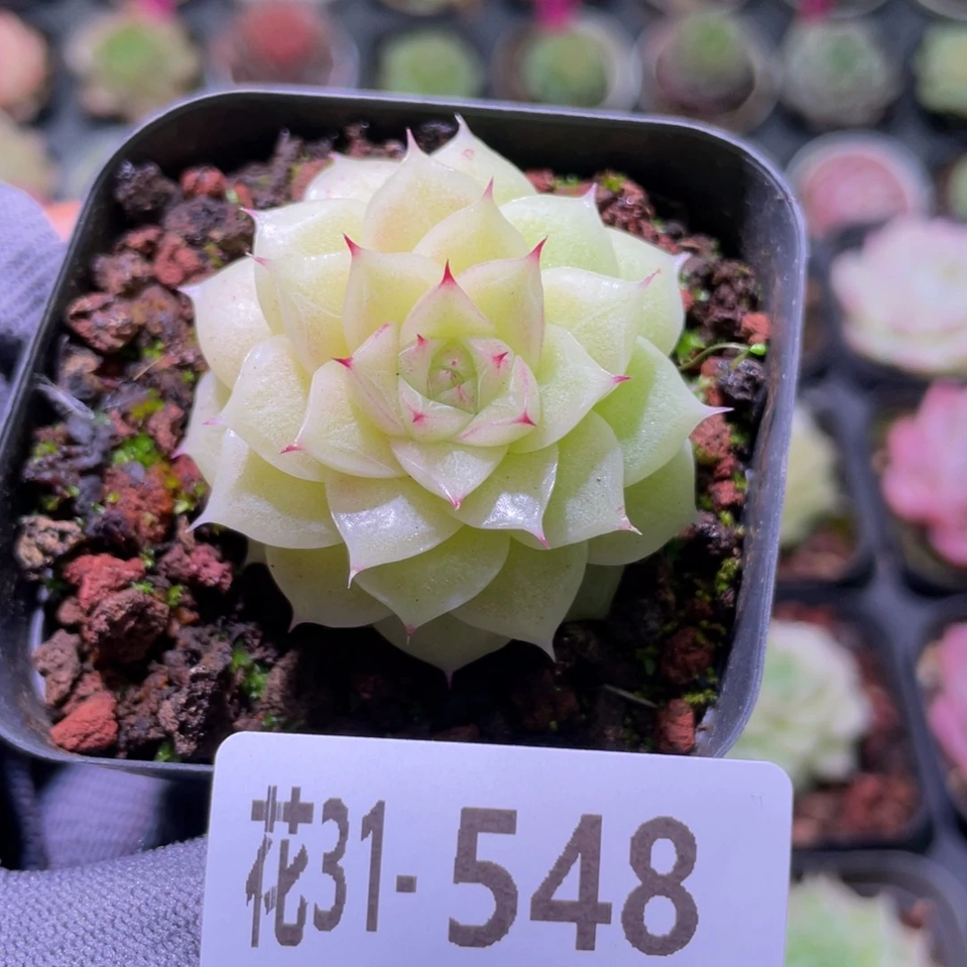 花利美31-548麦秆