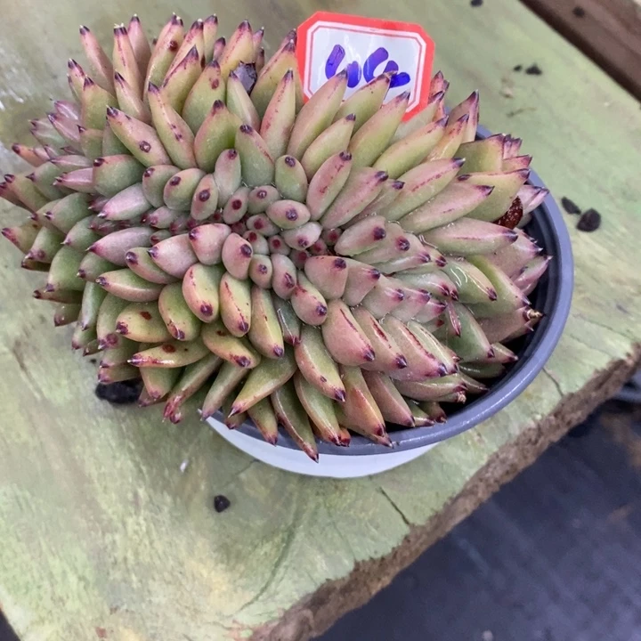 希****嘻一物一拍乌木杂多肉104