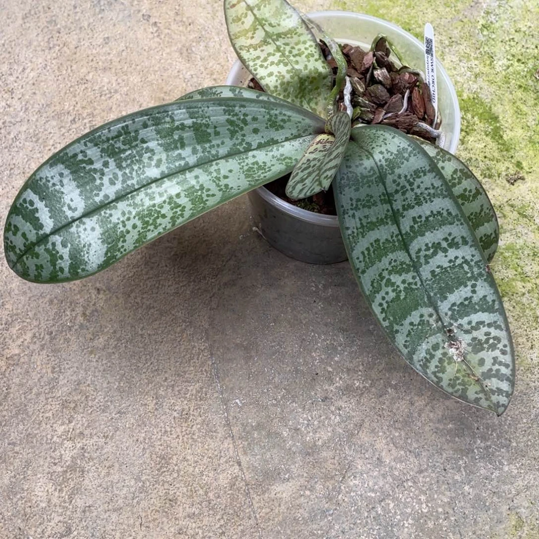 当前无花栽培后可以开花swr西交白