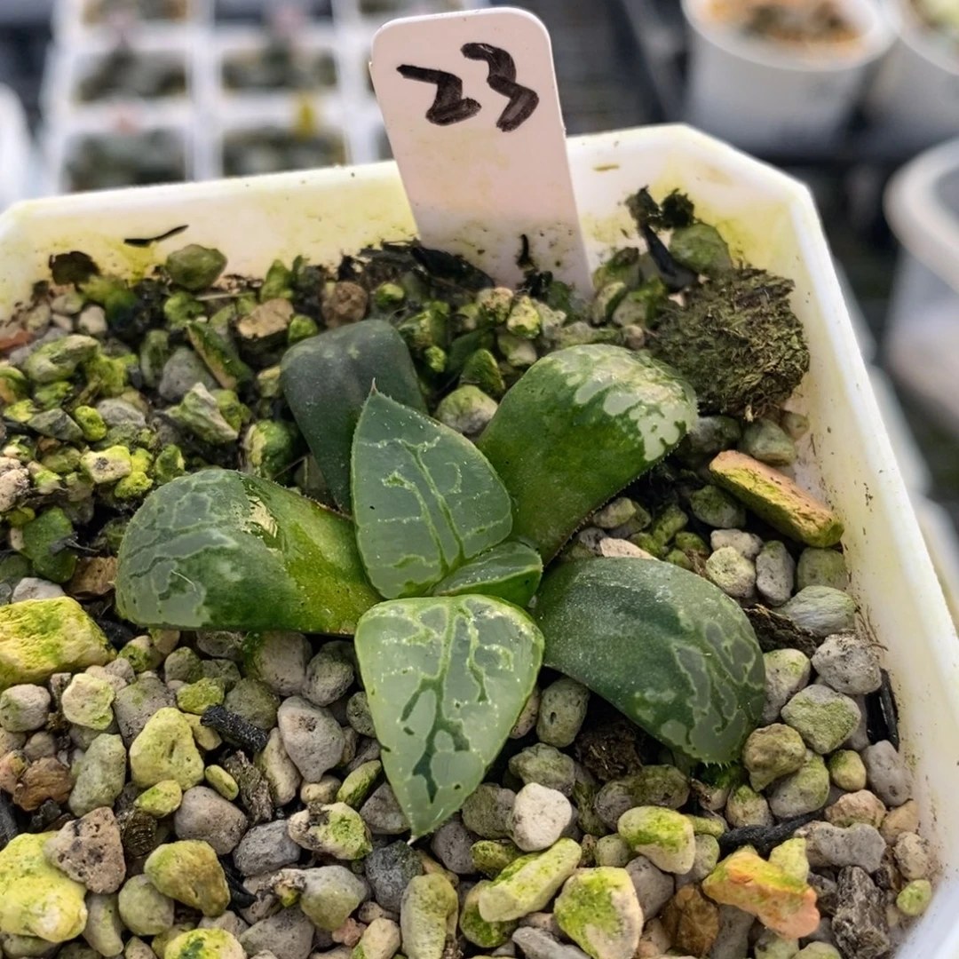 23生生不息十二卷多肉植物