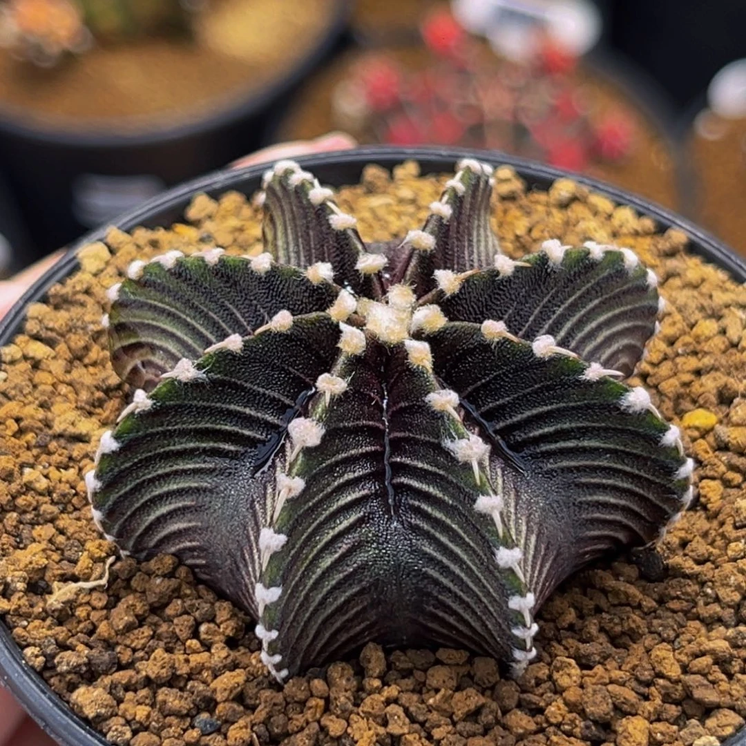 超密纹黑肋骨 米哈仙人球