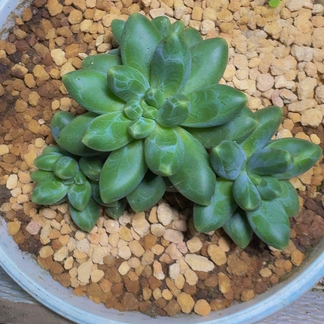 卡布奇诺 4头 一物一拍