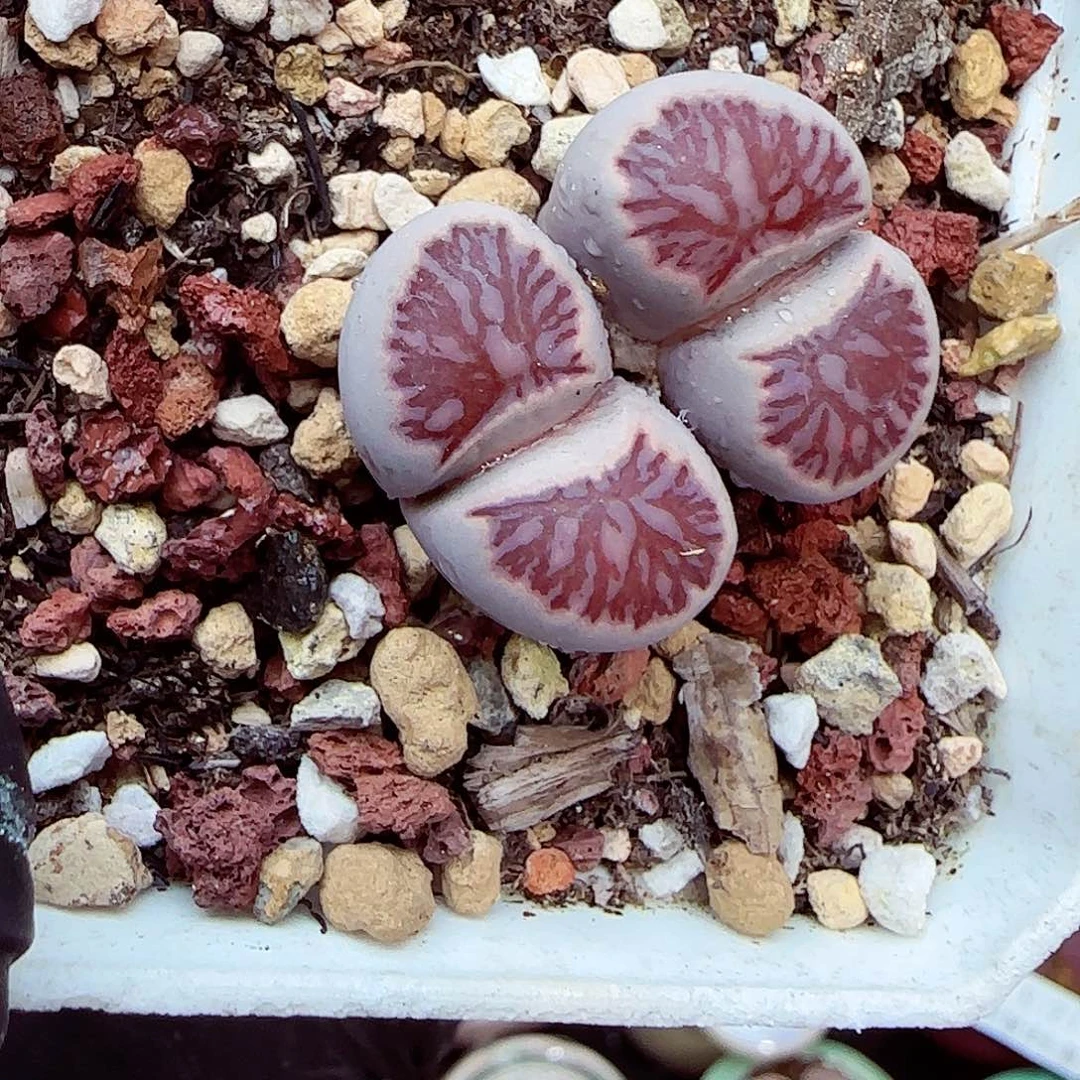 生石花满18包邮1213-151