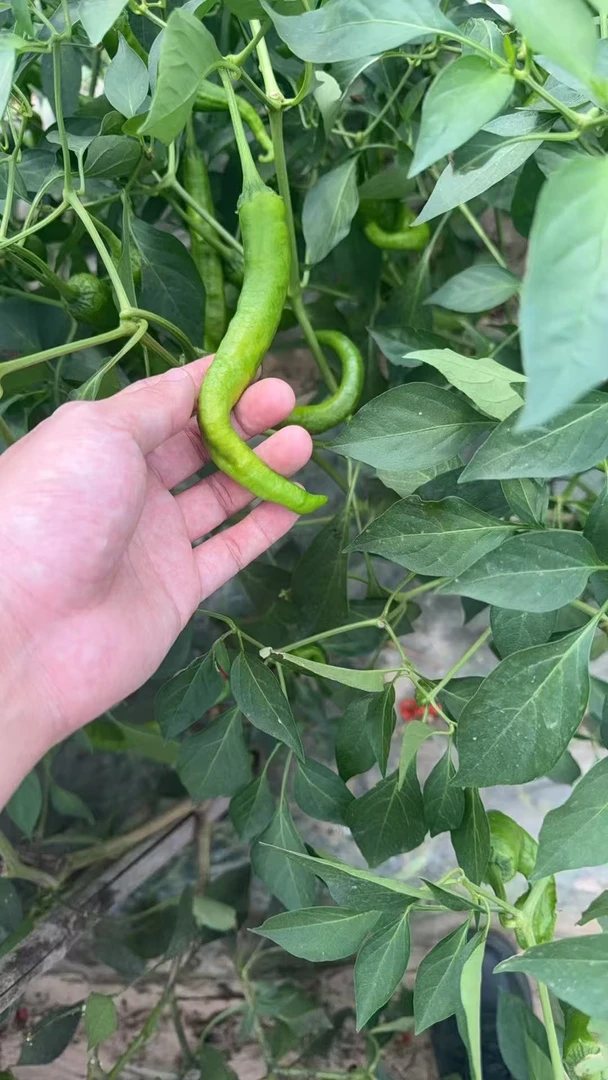老百姓高山种植青辣椒