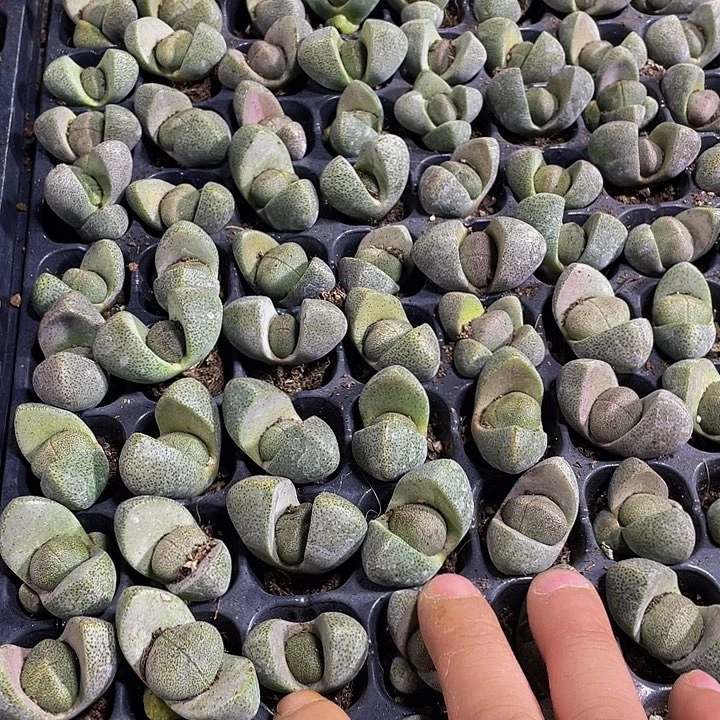 小元宝1元带土发货