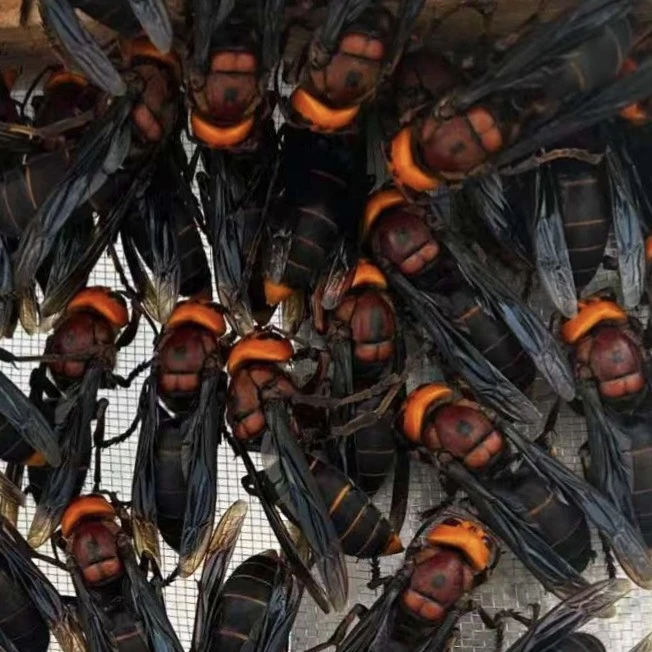 精品中华虎头蜂活蜂活泡一手资源