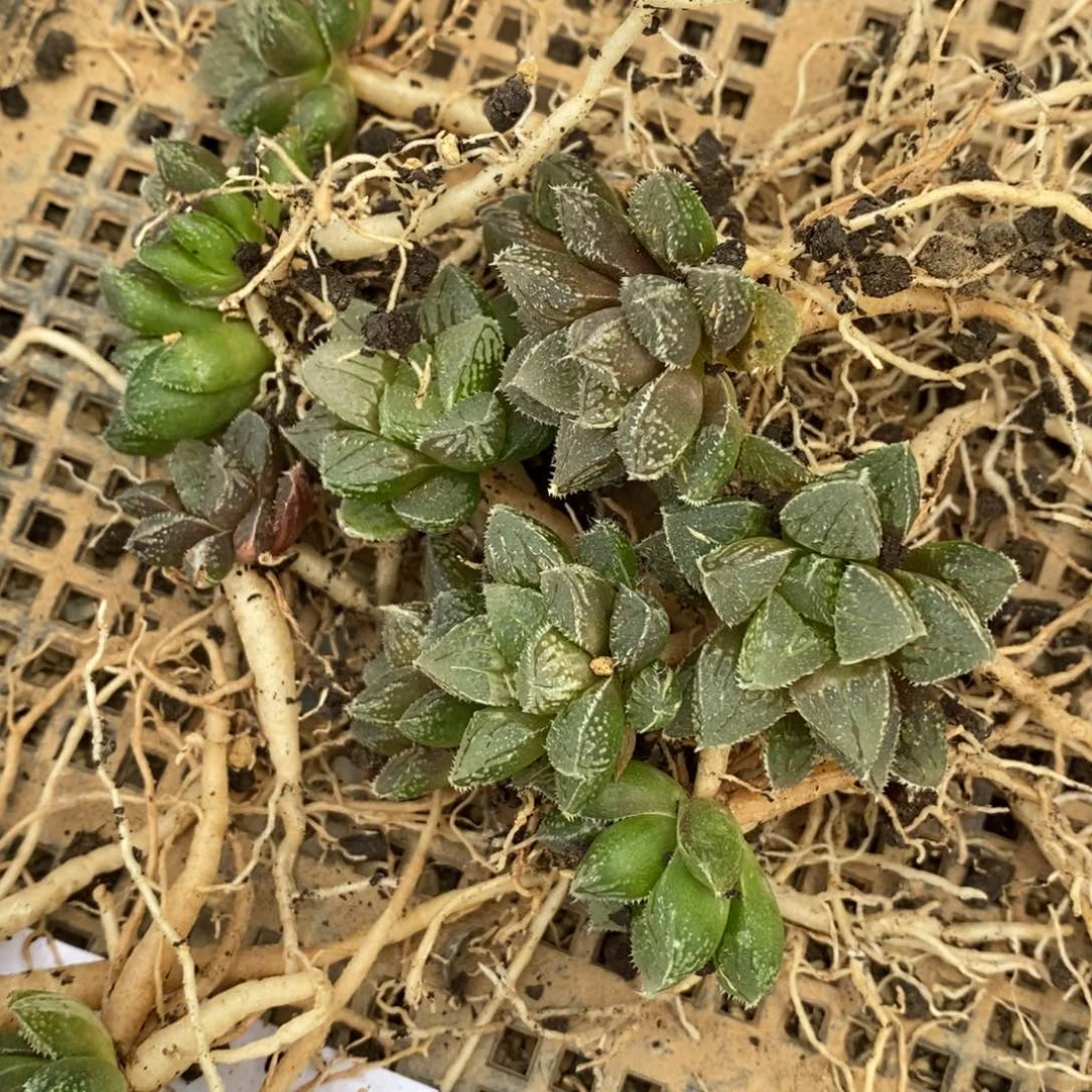 1524 一颗新冰沙糖 超级618福利。