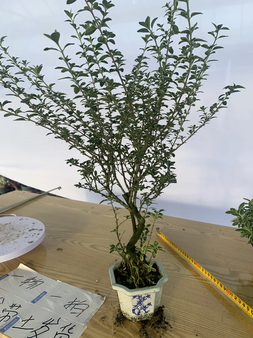 白盆金边六月雪室内造型精致绿植盆栽适合中式客厅