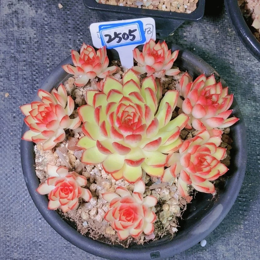 【闪购商品】娜*子2505