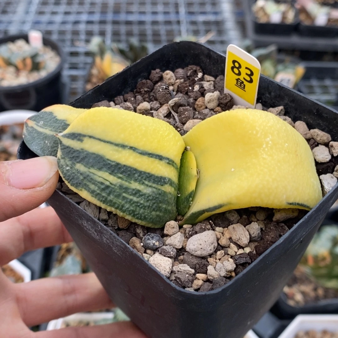 83号实生糊斑卧牛锦