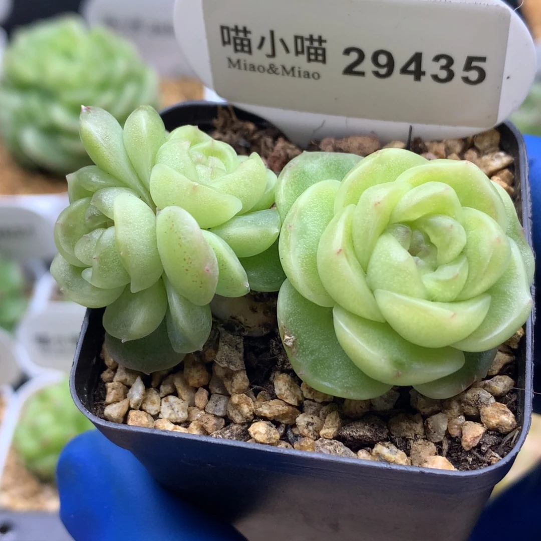 多肉植物杂交珍妮