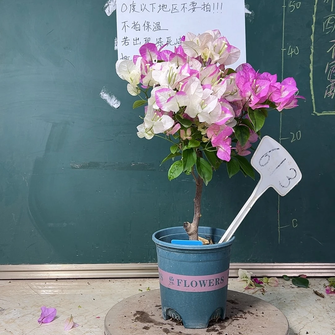 完全开放  口红  613