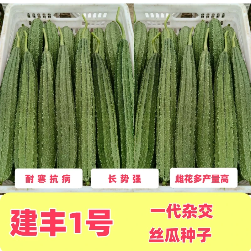 建丰1号耐寒高产抗病大花点丝瓜种子30到40公分长，约60粒