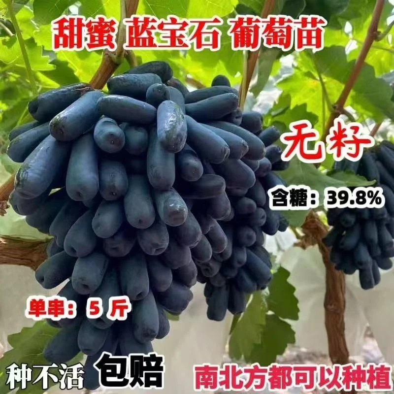 南枳葡萄树苗家庭阳台小院易活