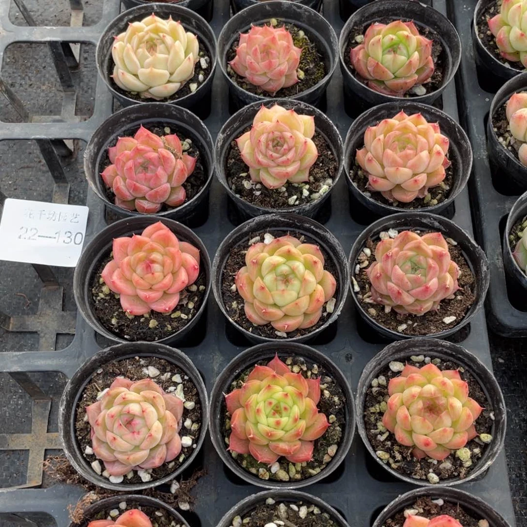 一物一拍18颗22-130