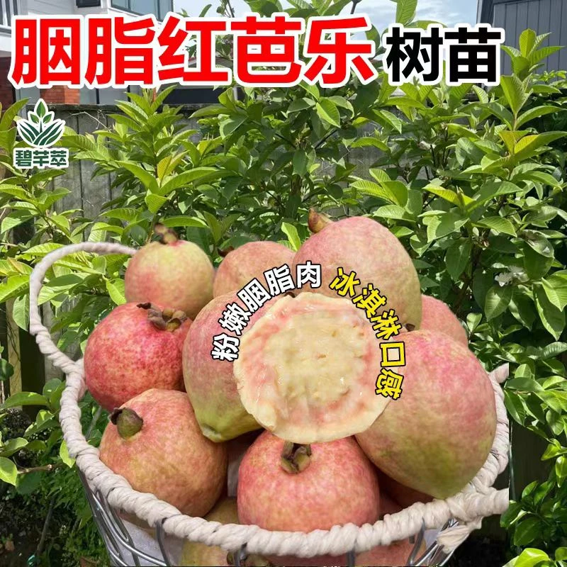 番石榴树果苗红心芭乐树苗南方种植庭院盆栽地栽四季果树当年结果