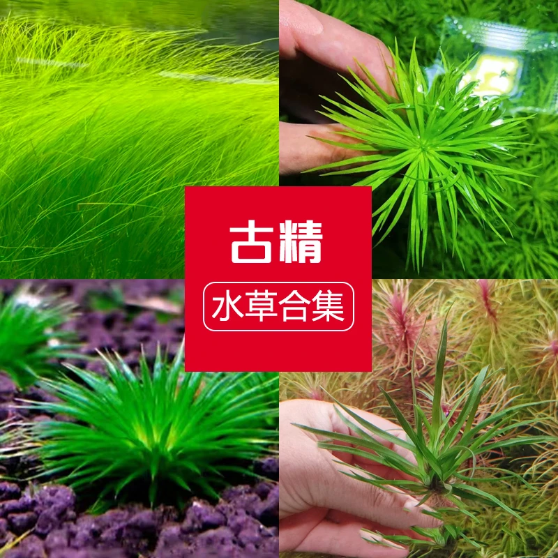 L古精自养水下叶鱼缸草缸造景真水草迷你越南古精太阳线叶古精