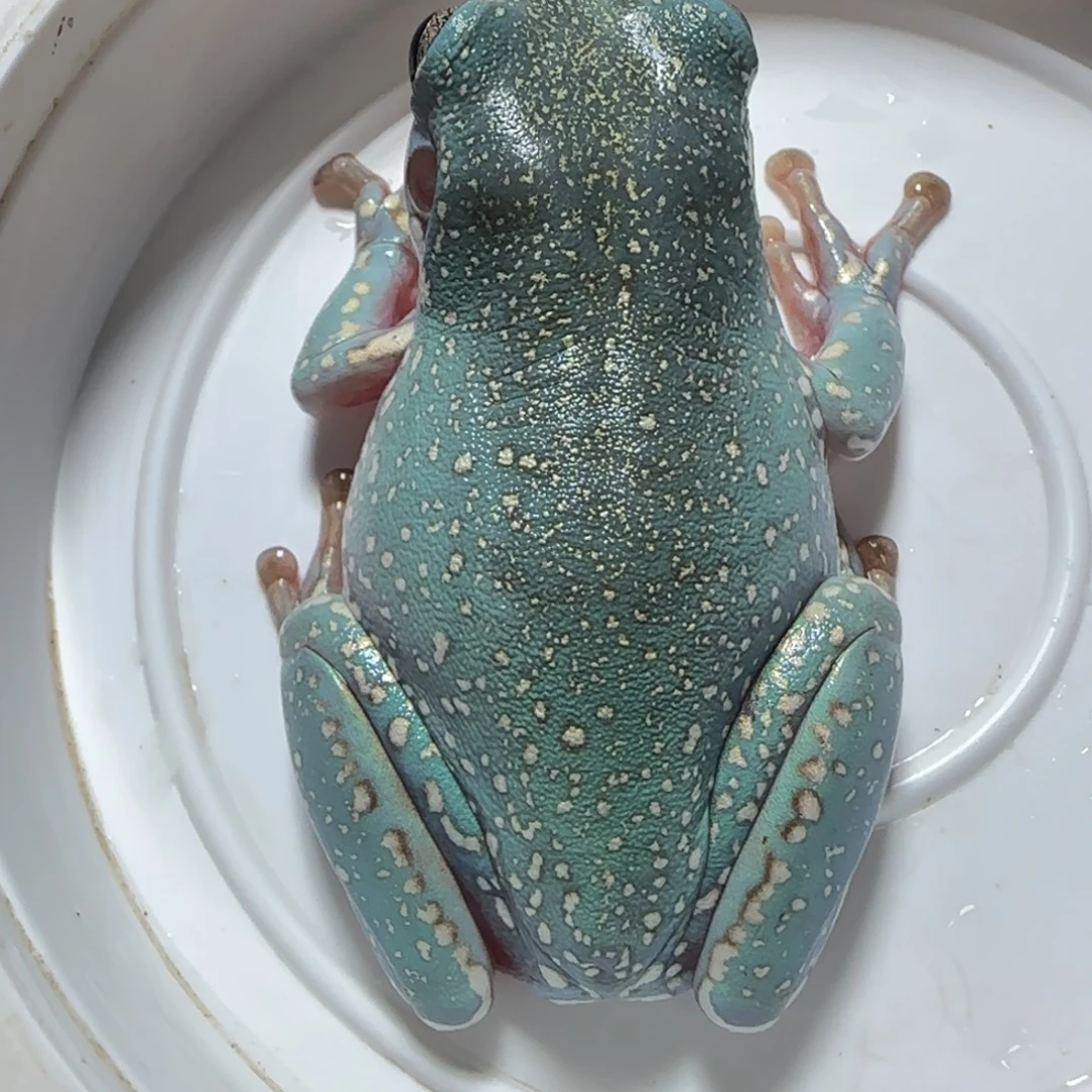 老爷树蛙20 马卡龙暴雪大蛙