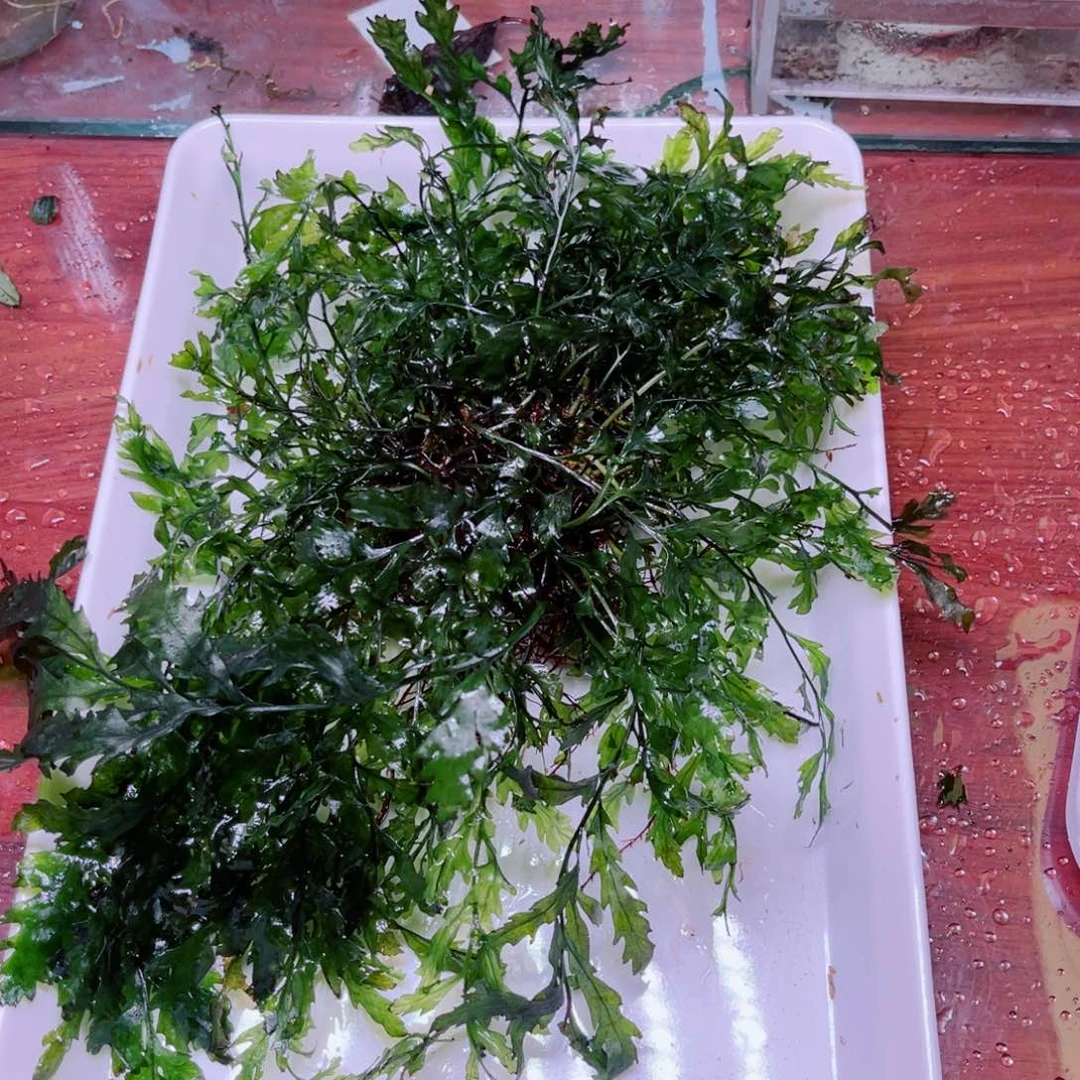 黑木蕨超级精品一个