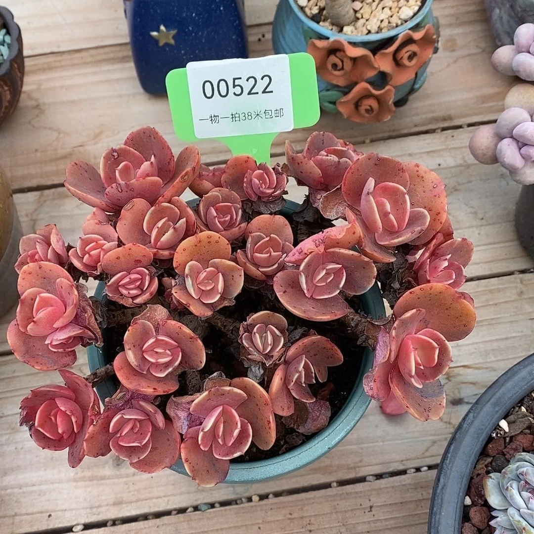 522楼去Tom咯分my moon