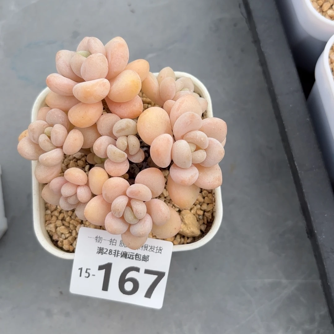 奶白糖多肉多肉多肉