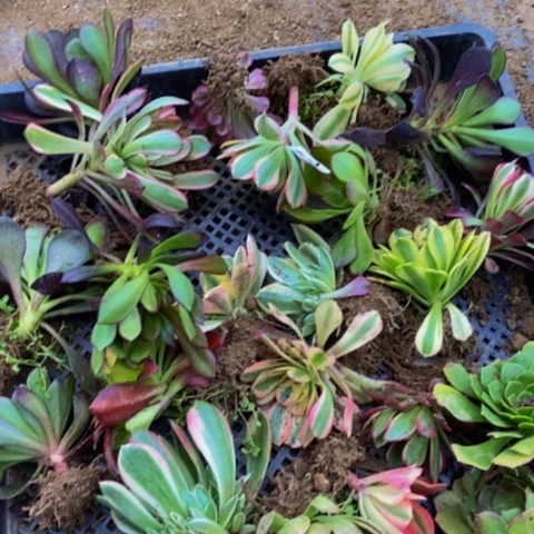 20个单头苗苗苗23多肉