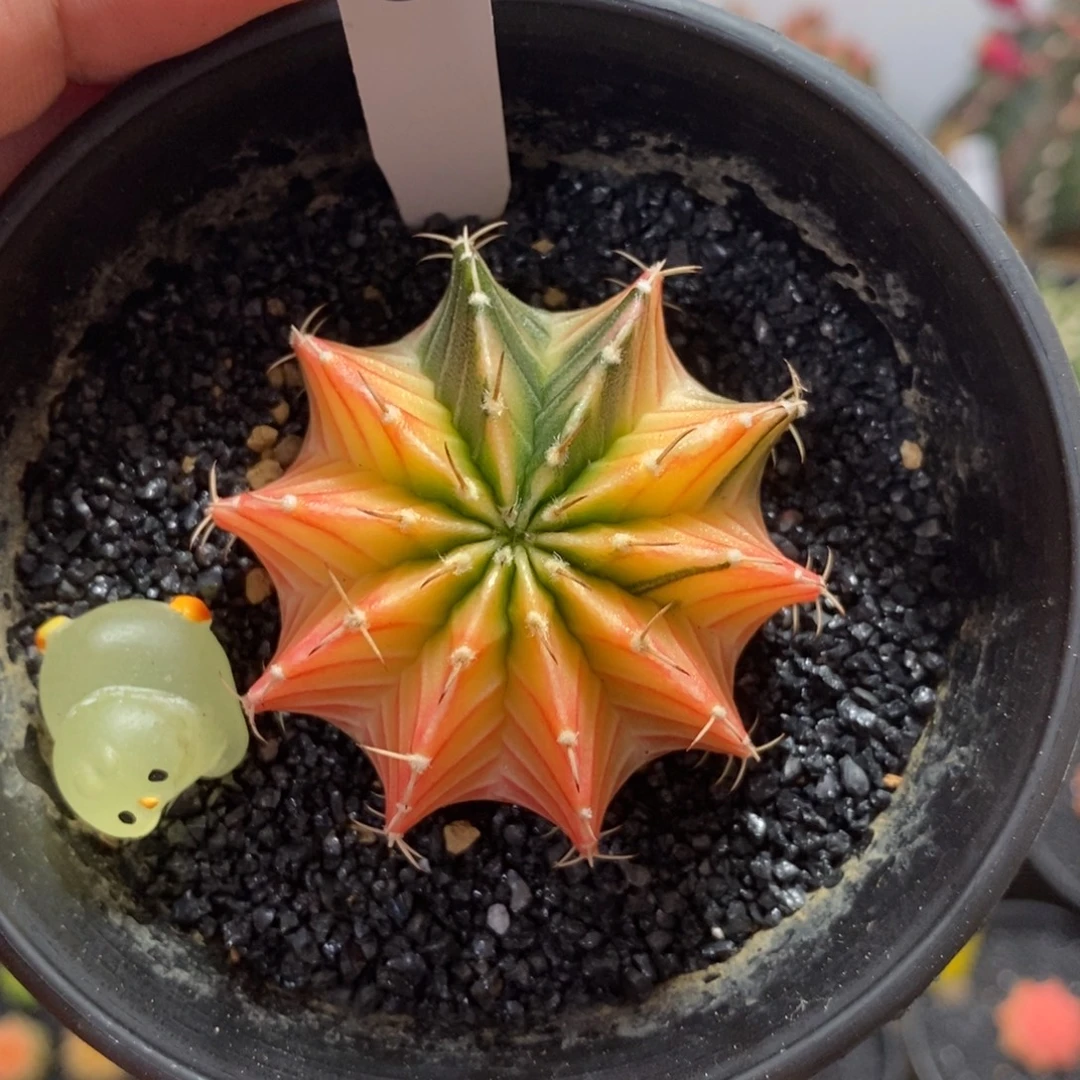 套餐肋骨锦—国庆特价44