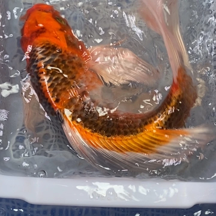 锦鲤冷水锦鲤（无开箱视频不售后）