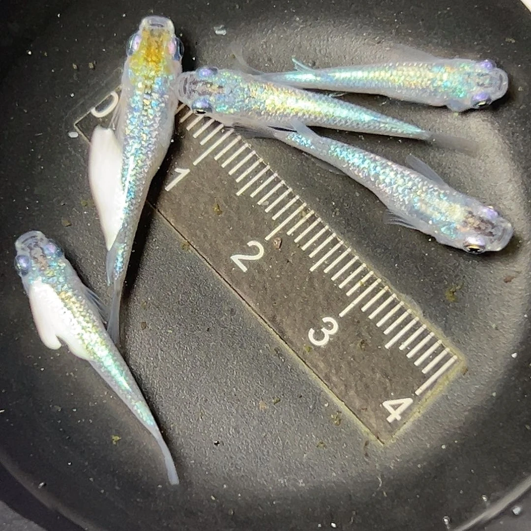 海水蓝宝石X狼牙58