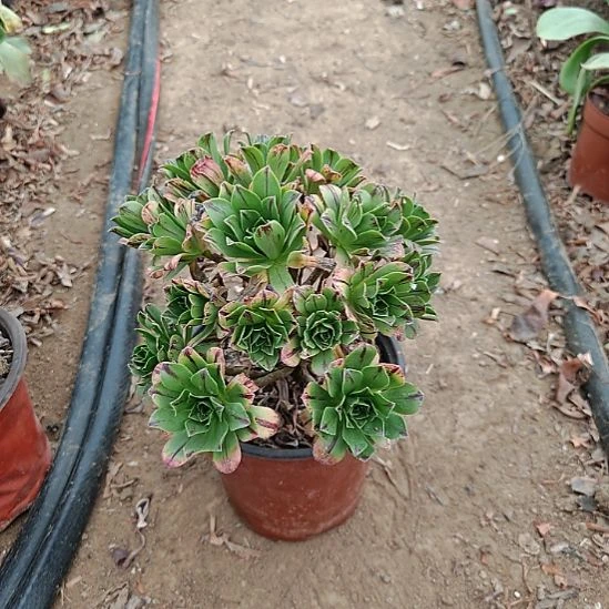 碧火法师加急发货45