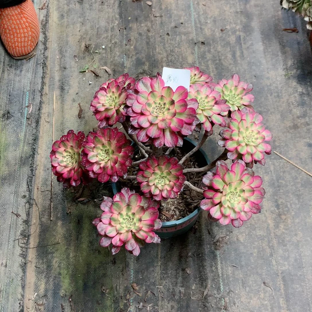 【闪购商品】遇****店美亚，多肉