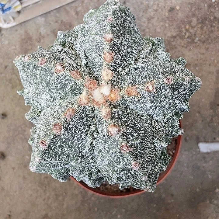 核桃银沙，仙人球一物一拍