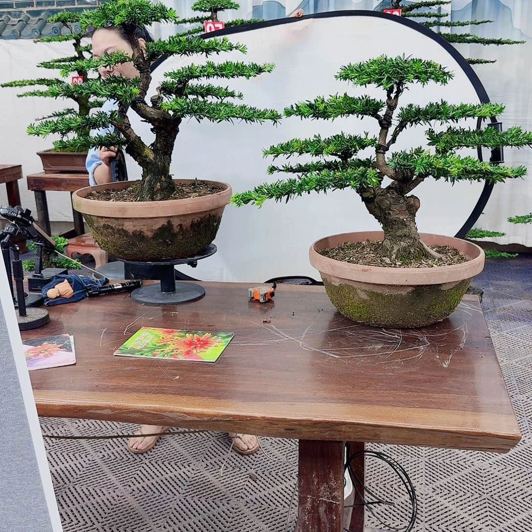 东***起无花朵罗汉松一物一拍888
