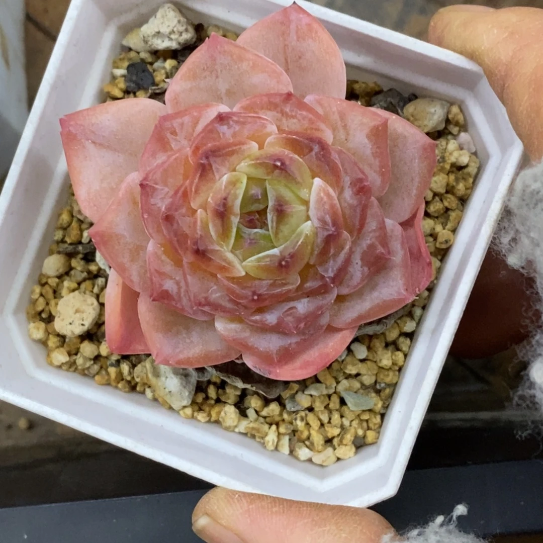 精品多肉一物一拍不包整119