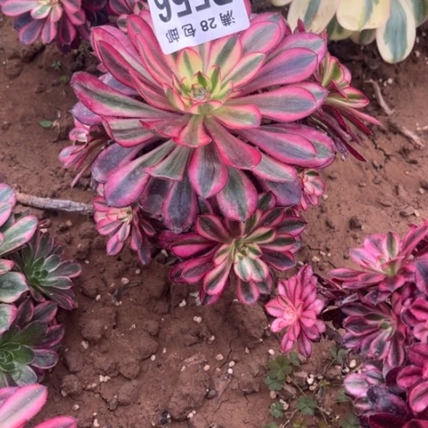 556香香不包断枝