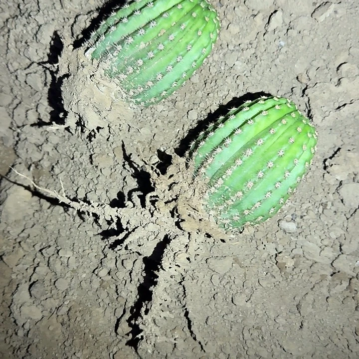 河岸根冠服7公分毛花柱